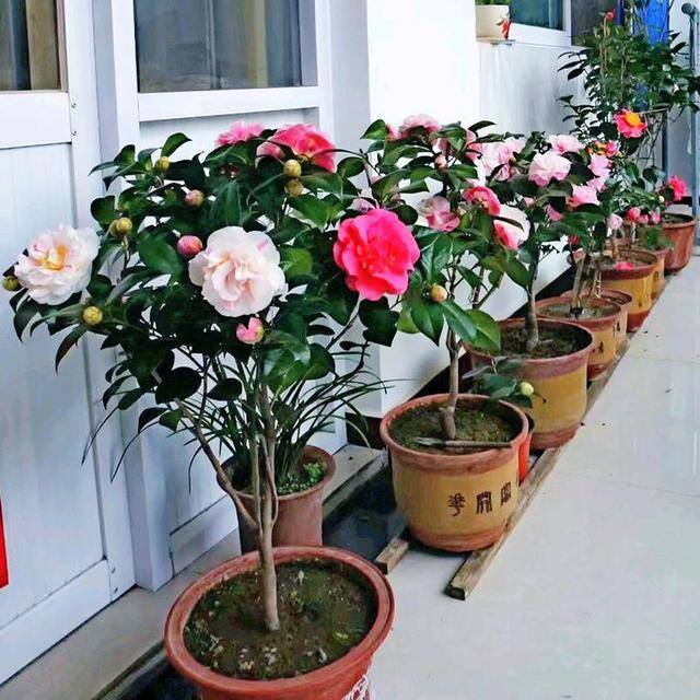最好养的10种兰花（阳台上适合养什么花？）