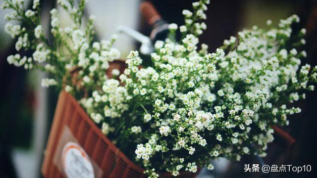 目前种植什么好（草花品种大盘点）