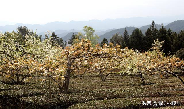 种植项目加盟（茶园养殖，如何做好生态管理？）