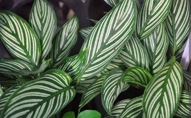 7种适合卧室养的植物（这5种植物适合养在卧室，有助于释放氧气，有助于睡眠）