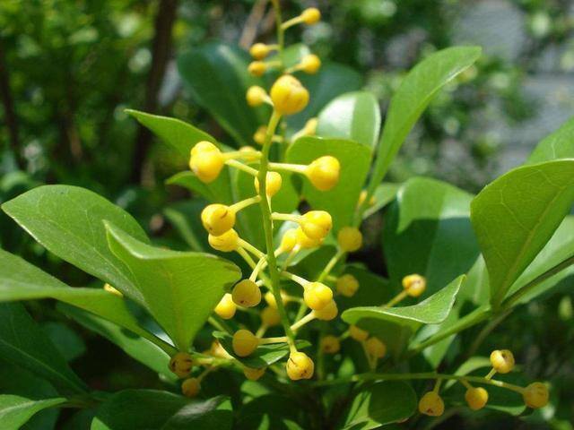 最好养的10种兰花（阳台上适合养什么花？）