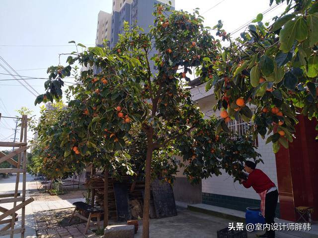 大门口种什么树对风水好又招财（农村俗语：“门前四树子孙富，五物进宅财源来”，什么意思？）