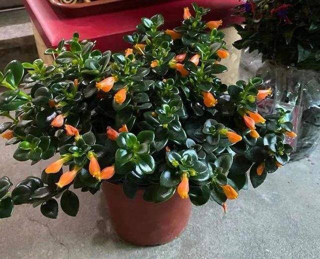 风水十大吉祥花（家里养这几种花卉，寓意着财运到金玉满堂，日进斗金，堆金如玉）