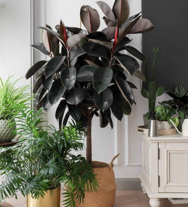 客厅养什么植物风水好（客厅最适合养大型绿植，这6种新型植物，好看好养护，养人养心）