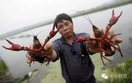 小投资养殖项目（在农村养殖这几种养殖项目可以赚钱吗？）