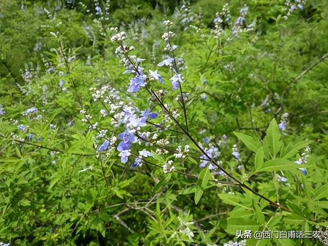 在农村做什么（荆条筐的编织方法）