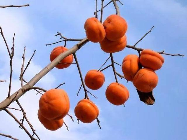 风水中最招财的果树（院子里种上这6种果树，寓意吉祥，事事顺利，事事如意！）