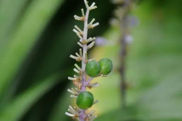 农村有哪些药材种植（草本植物有哪些？）