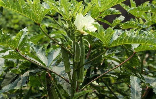 农村种什么挣钱?种植致富20个好项目（农村创业种植哪些项目比较靠谱）