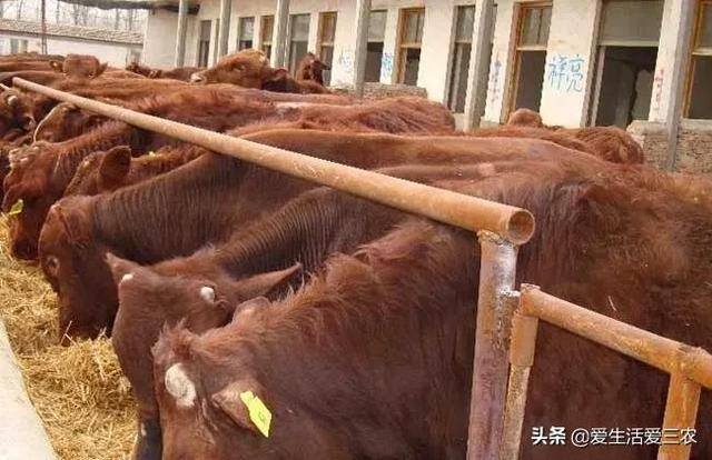 养牛的利润与成本（育肥牛的成本与利润）