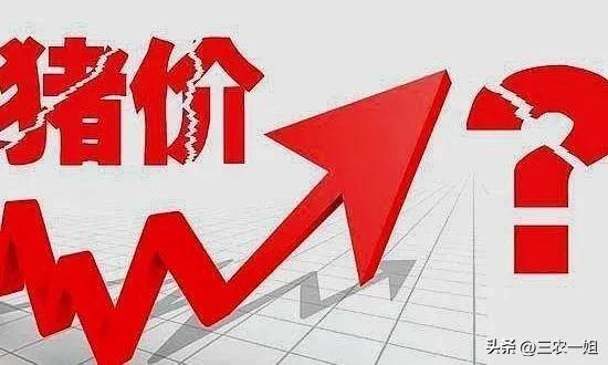 现在养殖什么最赚钱见效最快（元旦即将到来，生猪价格行情如何？）