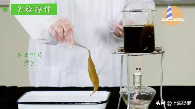 用废旧物品做手工简单又漂亮（手把手教你做“叶脉书签”）
