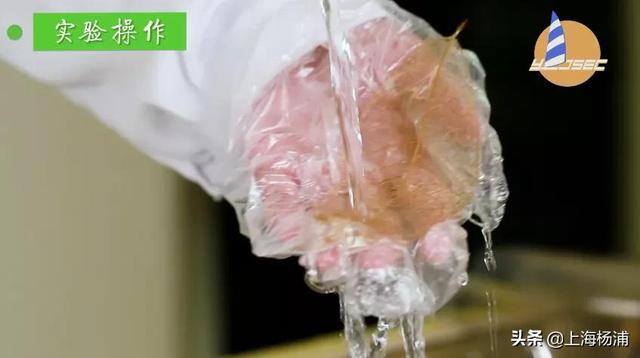 用废旧物品做手工简单又漂亮（手把手教你做“叶脉书签”）