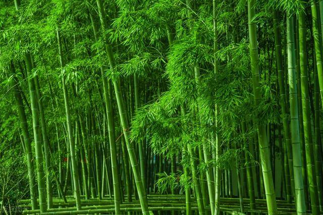未来五年药材种植前景（未来的农业发展趋势）