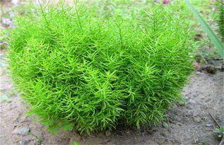 天冬种植一亩田赚多少钱