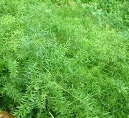 天冬种植一亩田赚多少钱