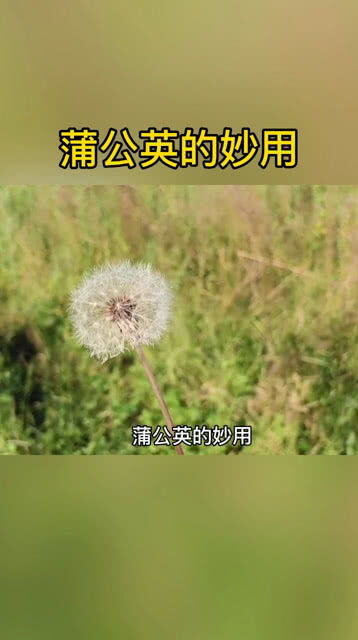 小红书蒲公英是啥