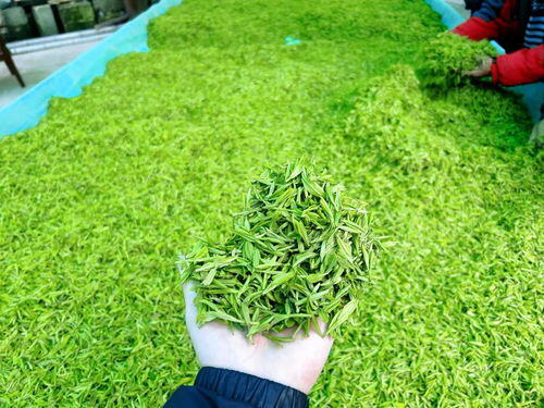 卖茶叶一个月能赚多少钱