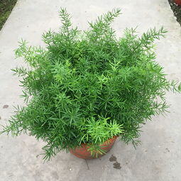 一亩天冬利润多少钱