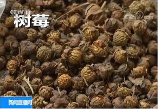 现在种什么中药好卖又赚钱