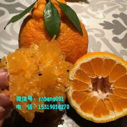 水果一件代发货源app