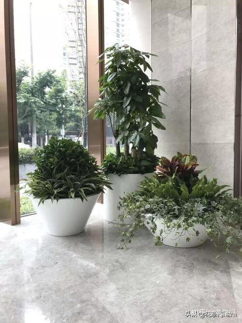 兰花行业现状的分析