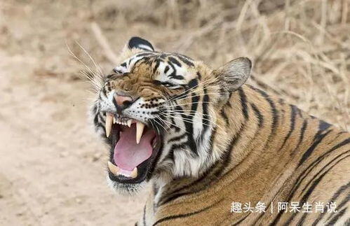 1986年属虎炉中火命适合做什么生意