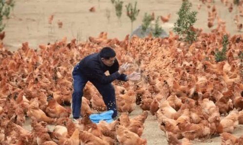 在家养牛能赚钱吗