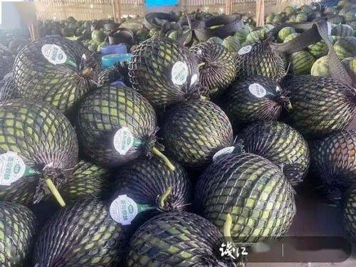 包地种西瓜赚钱吗