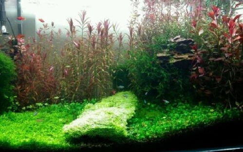 种植和养殖哪个前景好