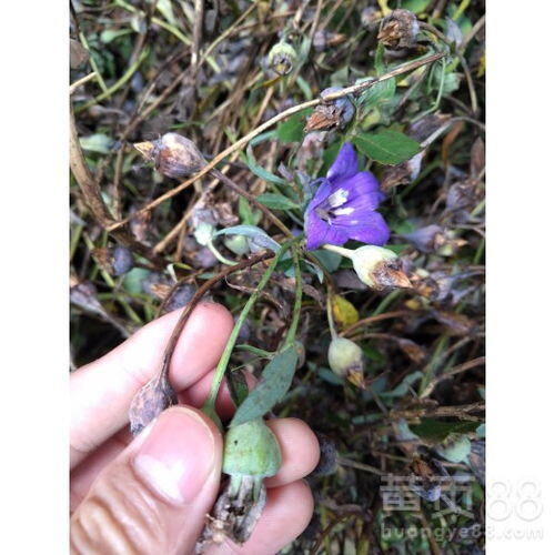 一年生的药材哪种最赚钱