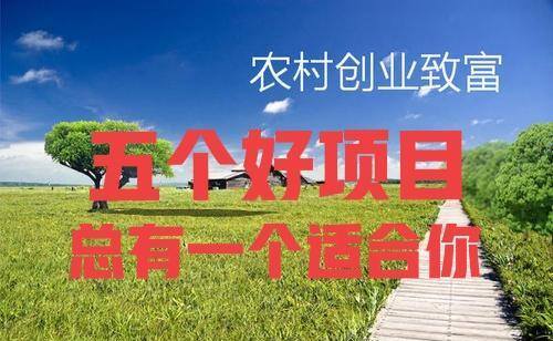 适合农村致富好项目