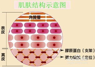 初学卖护肤品销售技巧话术
