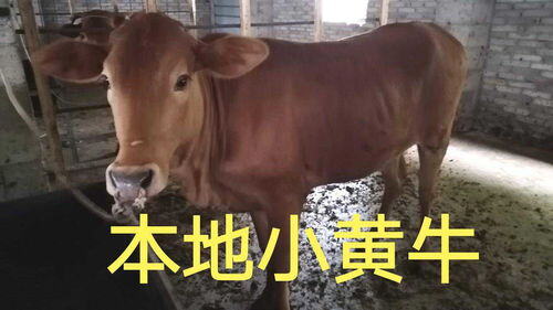 农村养牛能赚钱吗