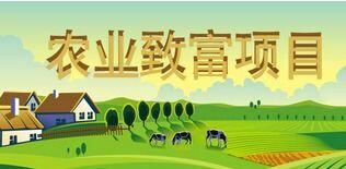 适合农村做的生意