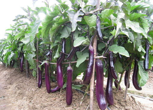 冷棚种植什么赚钱