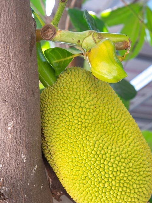 剥好的菠萝蜜多少钱一斤