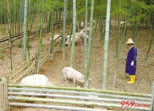 小本养殖业什么最赚钱农村