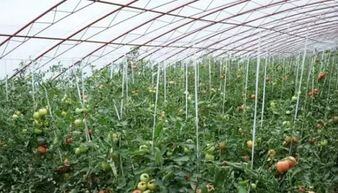 冬季大棚种植什么蔬菜最赚钱