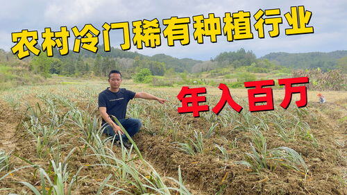 农村冷门暴利种植