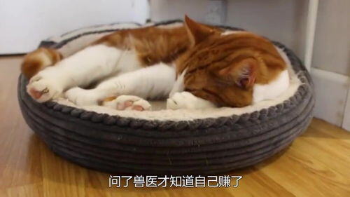 兽医赚钱多吗