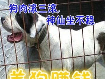 适合农村养殖致富项目