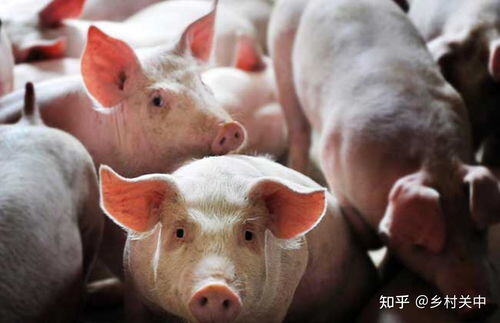 未来10大暴利养殖