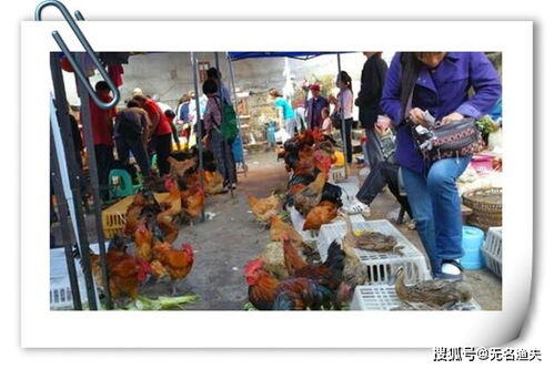 在乡村做什么生意比较好