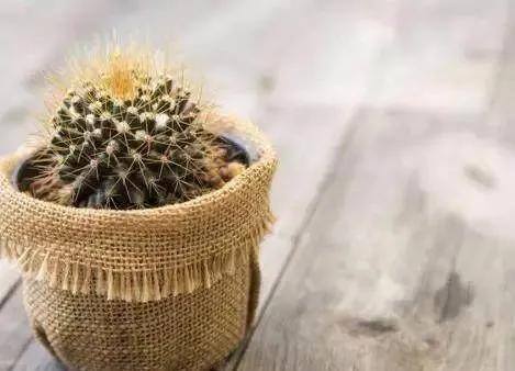 做生意买什么绿植招财