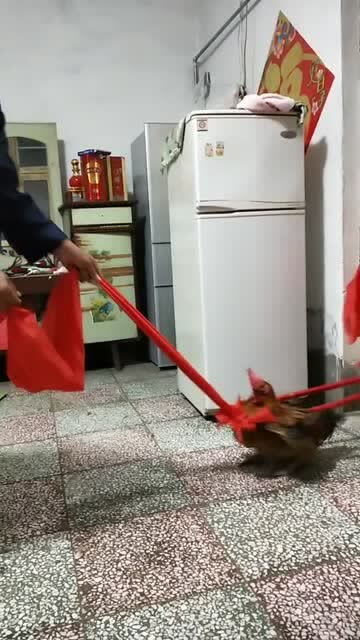 养笨鸡下蛋能挣钱吗