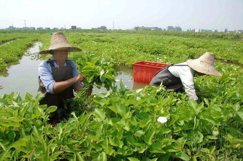 种植什么致富