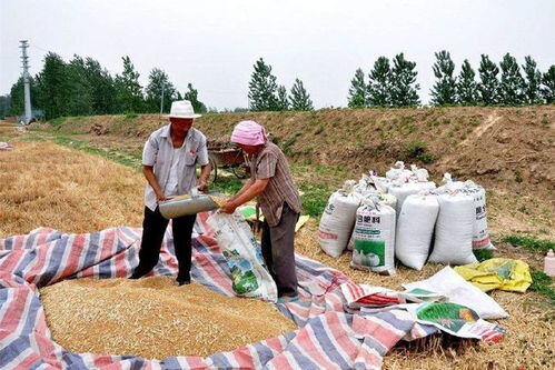 一百亩地种粮食可以赚多少钱