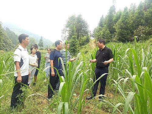 乡下种植什么最赚钱