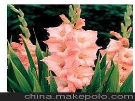 如何找云南鲜花批发一手货源